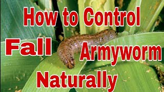 HOW TO CONTROL FALL ARMYWORM NATURALLY, #fall armyworm