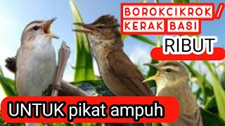 Download lagu SUARA KERAKBASI/ BOROKCIKROK  RIBUT UNTUK PIKAT AMPUH mp3
