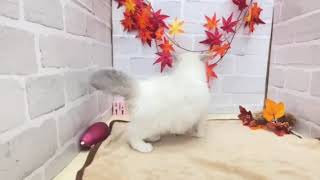 ラグドールの動画01