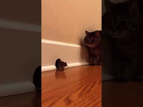 !Así es como los gatos terminan con los ratones!