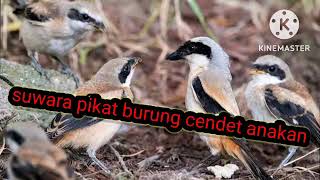 Download lagu suwara pikat burung cendet anakan mp3