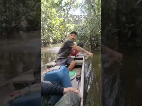 Pescaria no Rio uarini #amazonas #pesca #pescaria #peixe #uarini #alvarães