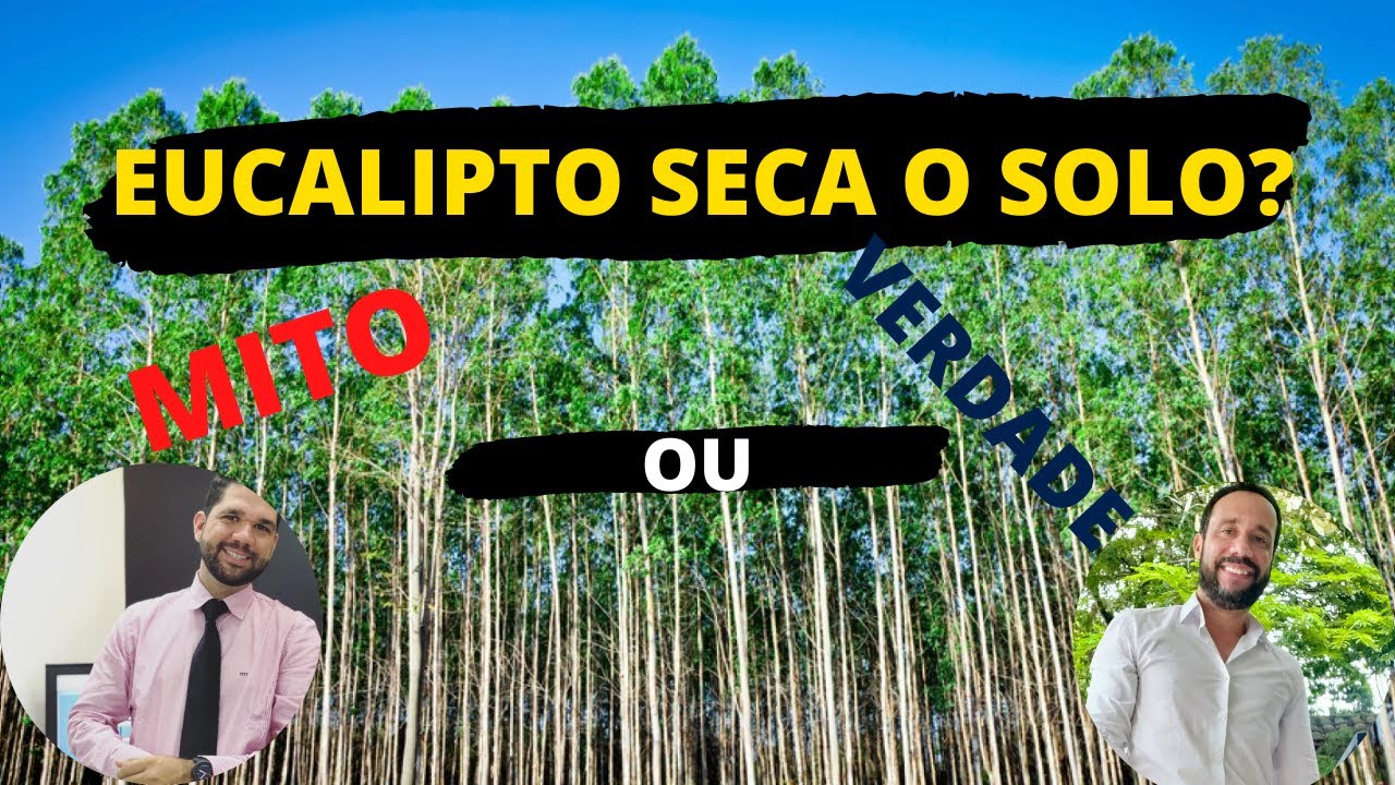 Eucalipto Seca o Solo | Mito ou Verdade