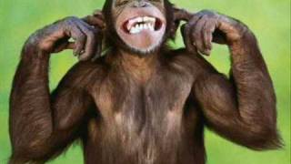 What Makes The Monkey Dance
