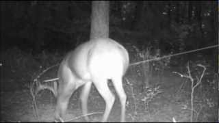 Buck Shot with Ghost 400 Captured on Moultrie M-80 Camera