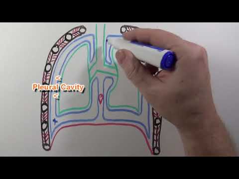 image-What are the 2 lungs called?