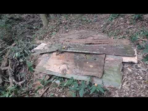 Passeando na floresta, 2 !!