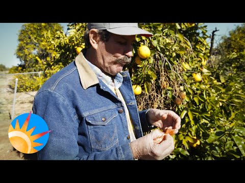 'Once you have it, you're screwed.' A microscopic insect is threatening Arizona citrus trees