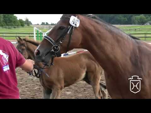 RD046 Hengstfohlen von Colman   Quidam de Revel   Landgraf I