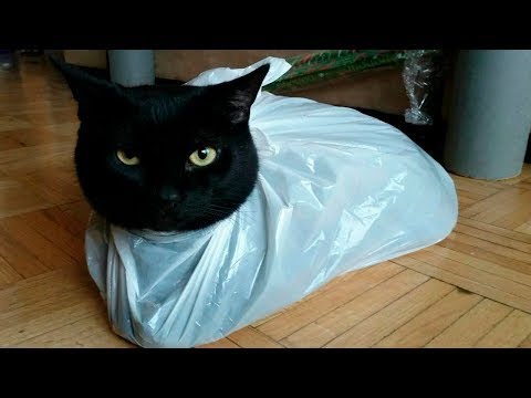 YouTube video about: Why are cats scared of plastic bags?
