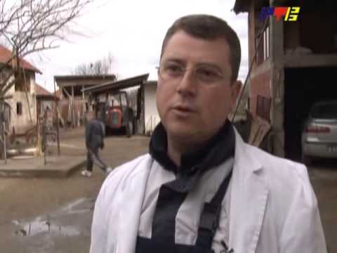 RTV Vranje - Vestacko osemenjavanje svinja 16 03 2013