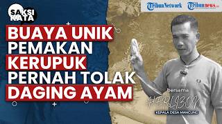 Tak Makan Daging Lagi! Kisah Buaya Pemakan Kerupuk dari Sungai Mancung