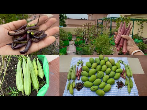 Harvesting Organic Veggies And Fruits From My Terrace Garden