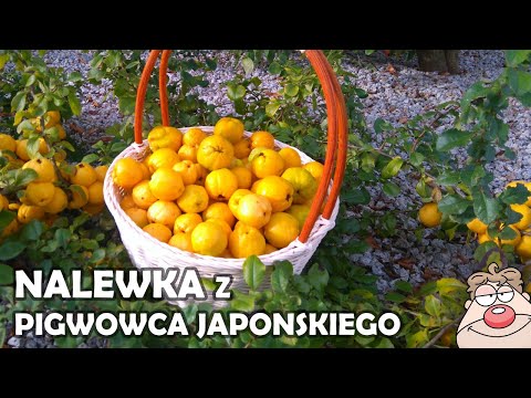 Japanese Quince Tincture - recipe - health in liquid :)