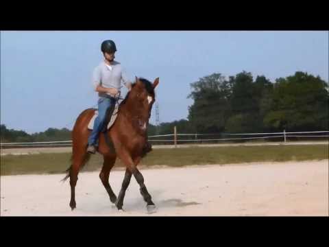 comment monter un jeune cheval