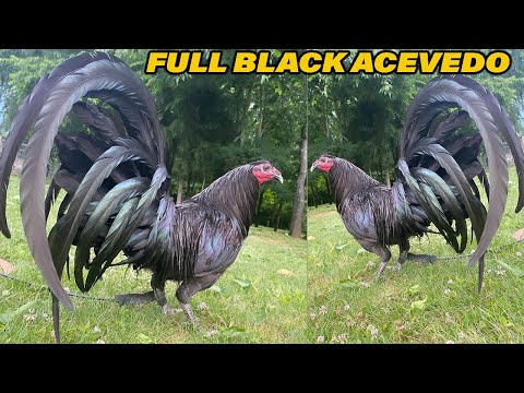 Kentucky Full Black Acevedo Farm - Beautiful Black Birds Farm Visit