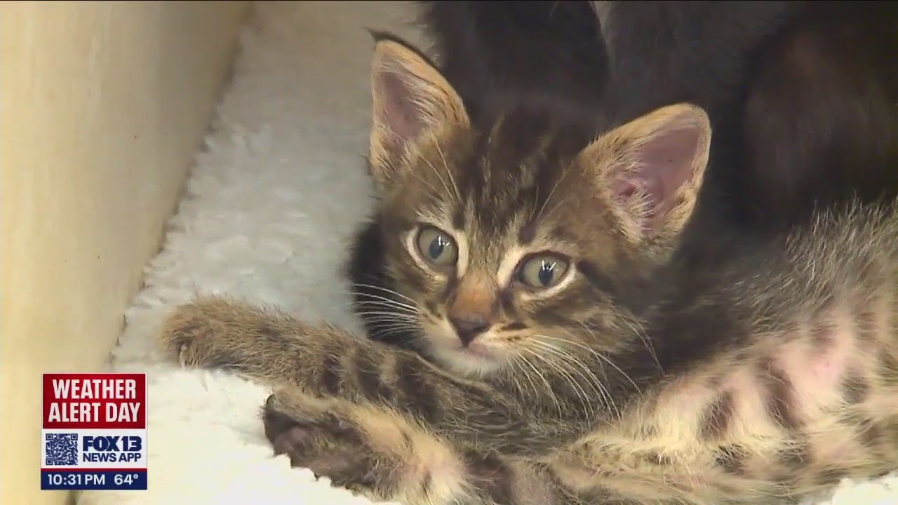 Community rallies to help rescued cats in Thurston County | FOX 13 Seattle