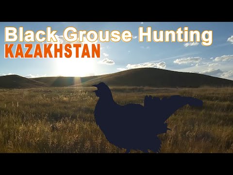Hunting black grouse in Kazakhstan 2015