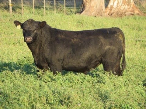 Cabaña San Roman - Toros Venta Particular Otoño 2014