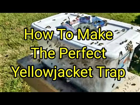How To Make The Perfect Yellowjacket Trap