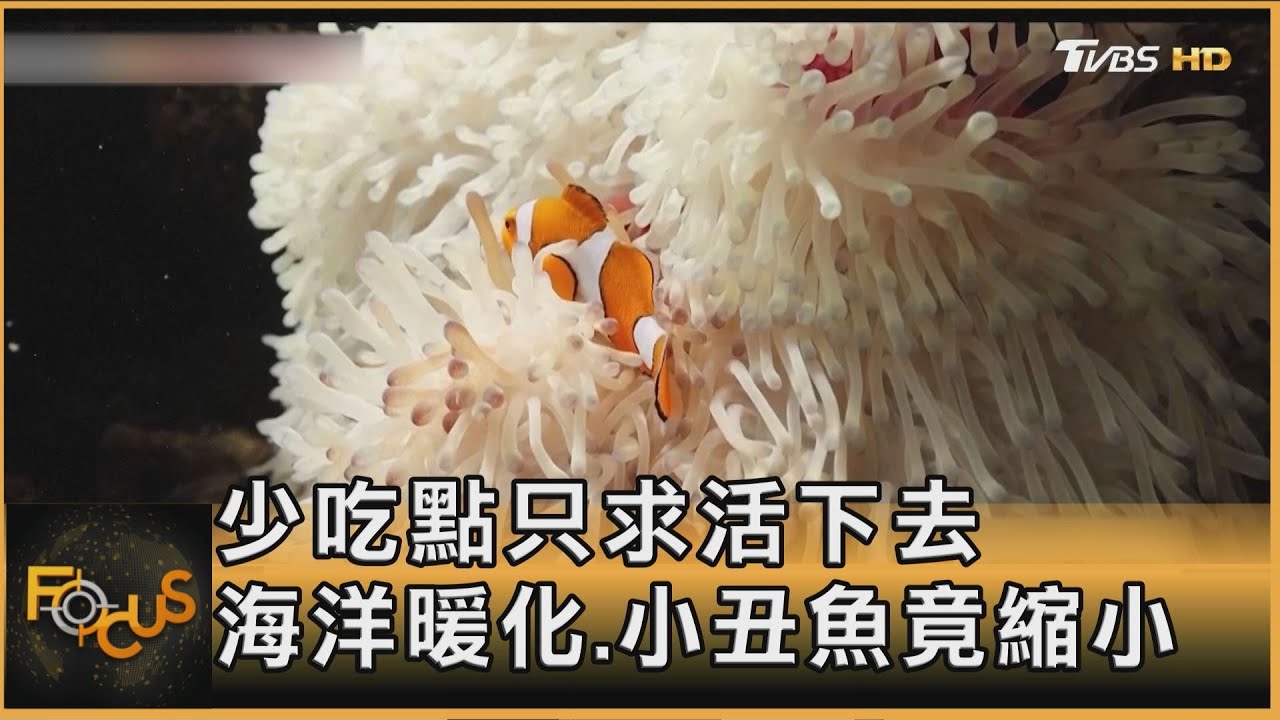 少吃點只求活下去!海洋暖化 小丑魚竟縮小