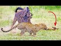 Wildebeest Tries Saving Her Injured Calf From Leopard Warthogs