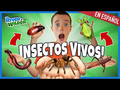 Jugando con BICHOS GIGANTES y una TARANTULA??