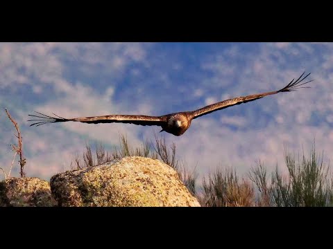 IMÁGENES INEDITAS, ÁGUILA REAL vs BUITRE NEGRO