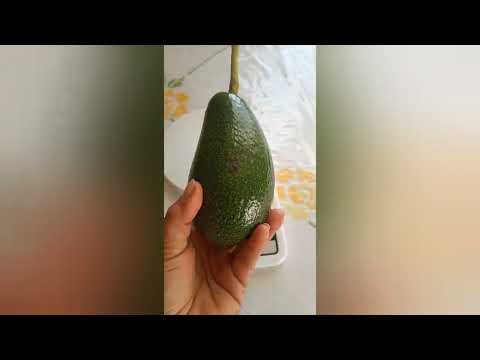 🥑☀️Peso l'avocado più grande  ⭐ probabilmente varietà Fuerte