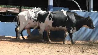 Vídeo 86 - 1ª ETAPA MEGA LIQUIDAÇÃO TOTAL AGROPECUÁRIA MARAJOARA - DIA 4 | GADO GIROLANDO E HOLANDÊS