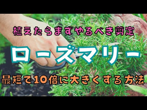ローズマリーが白くなるのはなぜですか?この葉についている白い粉は何ですか？そして、どうすればそれを取り除くことができますか？  庭園