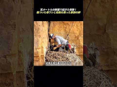 百メートルの断崖で起きた奇跡！ 傷ついた母ワシと幼鳥を救った家族の絆