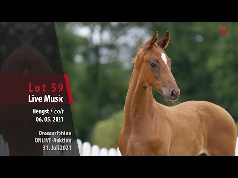 Onlive-Auktion Dressurfohlen Lot 59 Live Music Hengst v. Life Time - Sir Heinrich