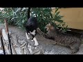Jealous Cat Constantly Attacks Tuxedo Cat Who Meows Loudly