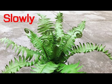 ABC TV | How To Make Paper Tree Fern (Slowly) - Craft Tutorial