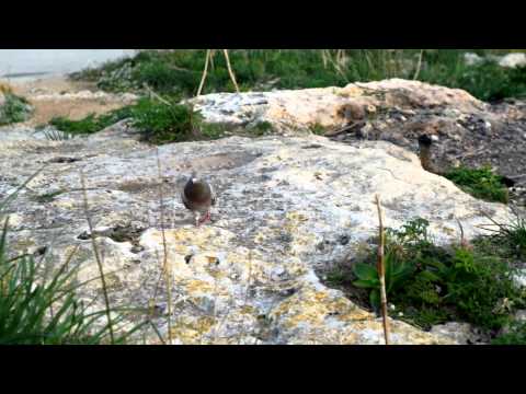 Il-Bikja tal-Buskett - adattament tal-poeżija ta' Oliver Friggieri