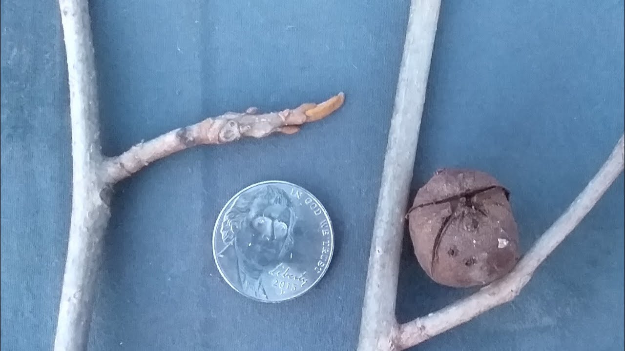 Bitternut Hickory winter buds