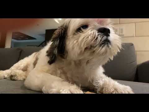 Shih Tzu does ASMR 👀🐾