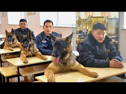 When Police Dogs Totally Forget They’re on Duty 😂 Funny Dog Videos 2025