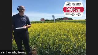 NEW! Pioneer Protector® Canola Hybrid P505MSL