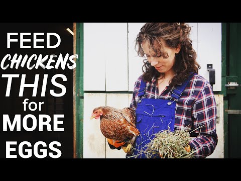 WHAT TO FEED CHICKENS for BEST PRODUCTION