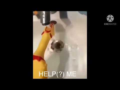 Drowning rubber chicken