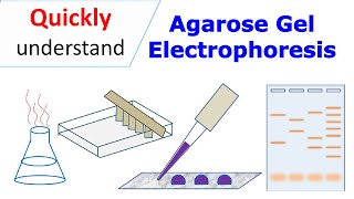 Agarose gel electrophoresis