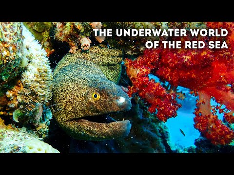 🤿 The Underwater World of the Red Sea (4K)