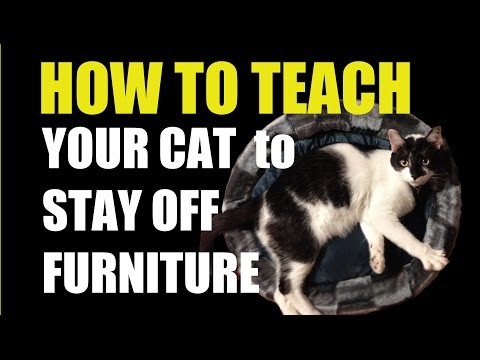 Stop Cats From Scratching Furniture-How To Teach Your Cat