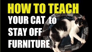 Stop Cats From Scratching Furniture-How To Teach Your Cat
