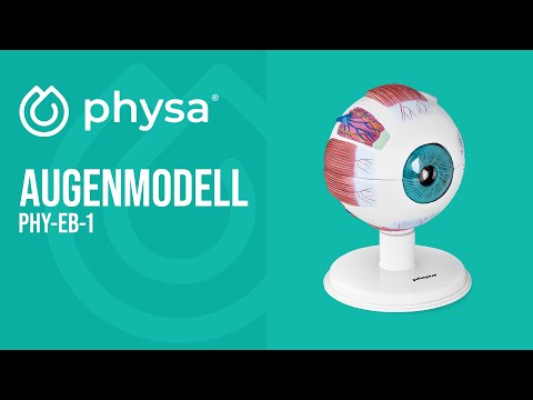 Video - Augenmodell - 6:1