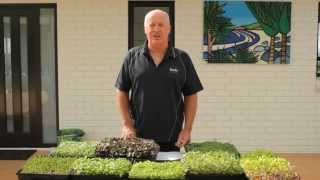 Introduction to Microgreens | Kings Seeds