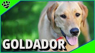 Goldador Dogs 101: Golden Retriever and Labrador Retriever Mix