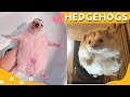 🦔😂 Funny and Cute Hedgehog Videos Compilation 🦔✨ #3
